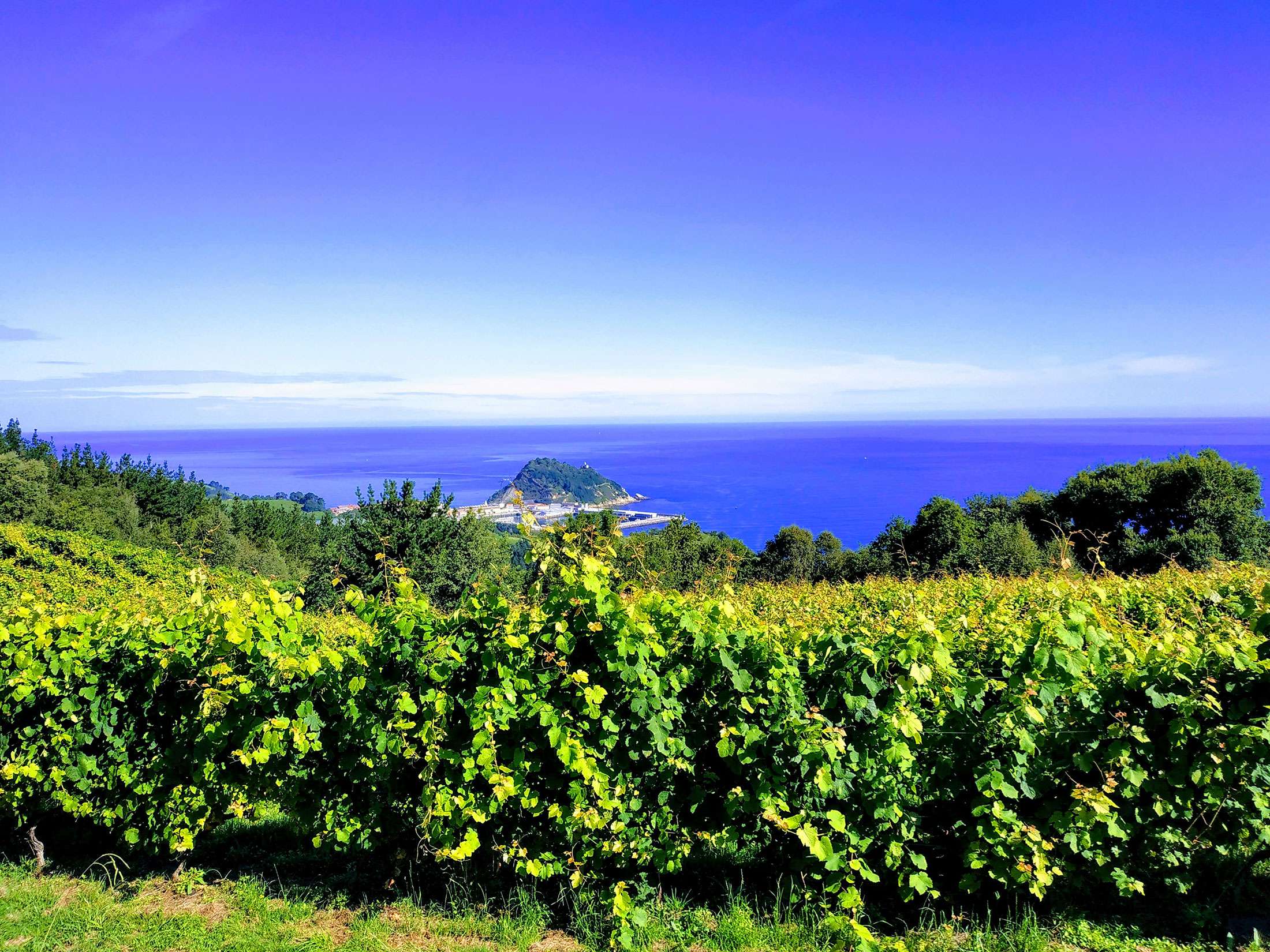 Basquetronomy Blai Txakoli